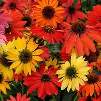 Echinacea 'Cheyenne Spirit'