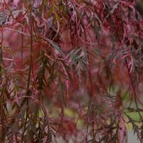 Acer palmatum dissectum 'Hana matoi'