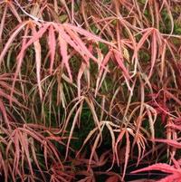 Acer palmatum 'Beni otake'