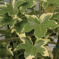 Fatshedera lizei 'Angyo Star'