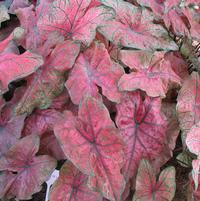 Caladium 'Festiva'