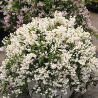Deutzia 'NCDX1'