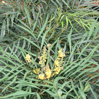 Mahonia confusa 'sPg-3-018'