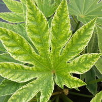 Fatsia japonica 'Spider Web'