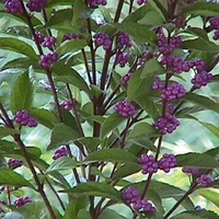 Callicarpa dichotoma 'Issai'