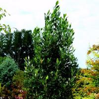 Magnolia virginiana 'JN8'