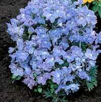 Delphinium grandiflorum 'Summer Blues'