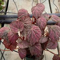 Begonia 'Passing Storm'
