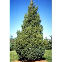 Juniperus chinensis 'Hetzii Columnaris'