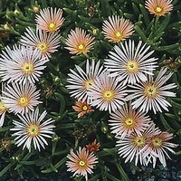 Delosperma 'Kelaidis'