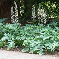 Acanthus 'Summer Beauty'