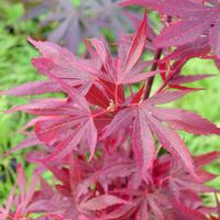 Acer palmatum 'Shaina'