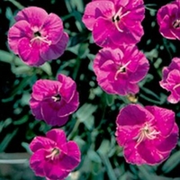 Dianthus 'Shooting Star'