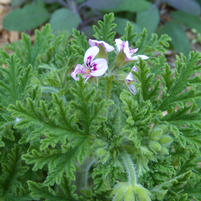 Pelargonium citrosum