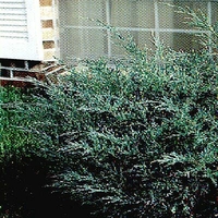 Juniperus chinensis 'Hetzii Glauca'