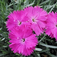 Dianthus 'Neon Star'