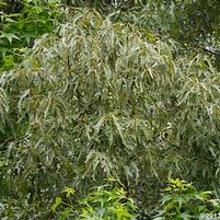 Quercus falcata 'John Nickel'