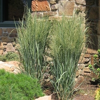 Panicum virgatum 'Northwind'