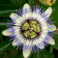 Passiflora x 'Caerulea Blue'