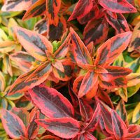 Abelia x grandiflora 'Kaleidoscope'