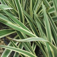 Dianella tasmanica 'Variegata'
