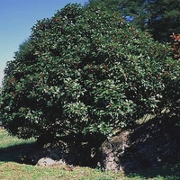 Ilex verticallata 'Afterglow'