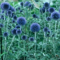 Echinops bannaticus 'Blue Glow'