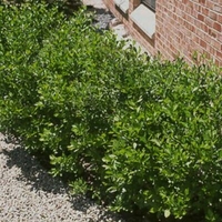 Ilex verticillata 'Jim Dandy'
