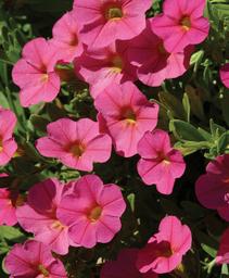 Calibrachoa 'Balcabhopi'