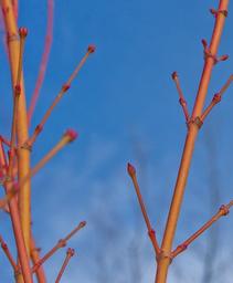 Acer palmatum 'Bihou'