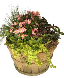 Basket Mixed Annuals Shady-Side