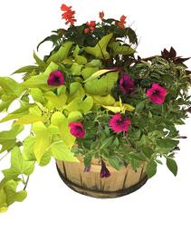 Basket Mixed Annuals Sunny-Side