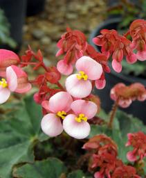 Begonia 'Dotties Eyelashes'
