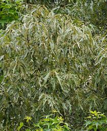 Quercus falcata