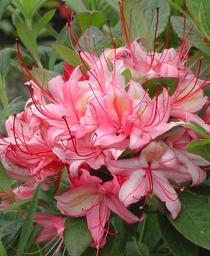 Rhododendron 'Weston's Lollipop'