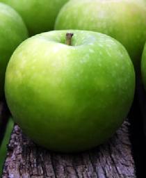 Malus 'Early Harvest'