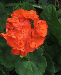 Pelargonium 'Rocky Mountain Orange'