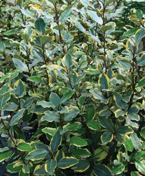 Elaeagnus x ebbengii 'Viveleg'