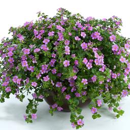 Bacopa 'Scopia Great Classic Pink'