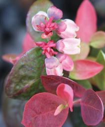 Vaccinium 'ZF06-043'