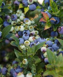 Vaccinium 'ZF06-179'