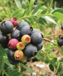 Vaccinium 'ZF08-095'