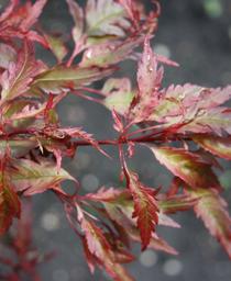 Acer palmatum 'Beni Hagoromo'