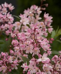 Deutzia 'NCDX2'