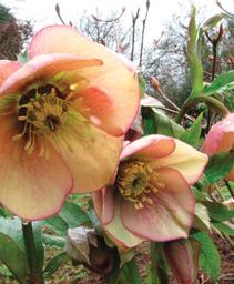 Helleborus 'Winter Jewels Apricot Blush'