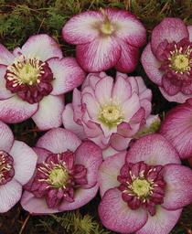 Helleborus 'Winter Jewels Cherry Blossom'