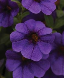 Calibrachoa 'Balcabdebu'