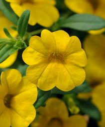 Calibrachoa 'Balcadepy'