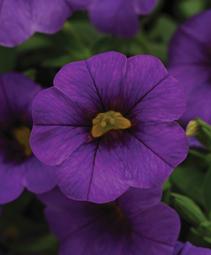 Calibrachoa 'Balcabpurim'