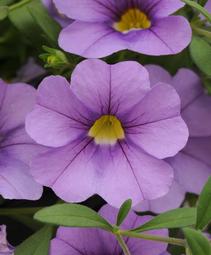 Calibrachoa 'Balcablav'